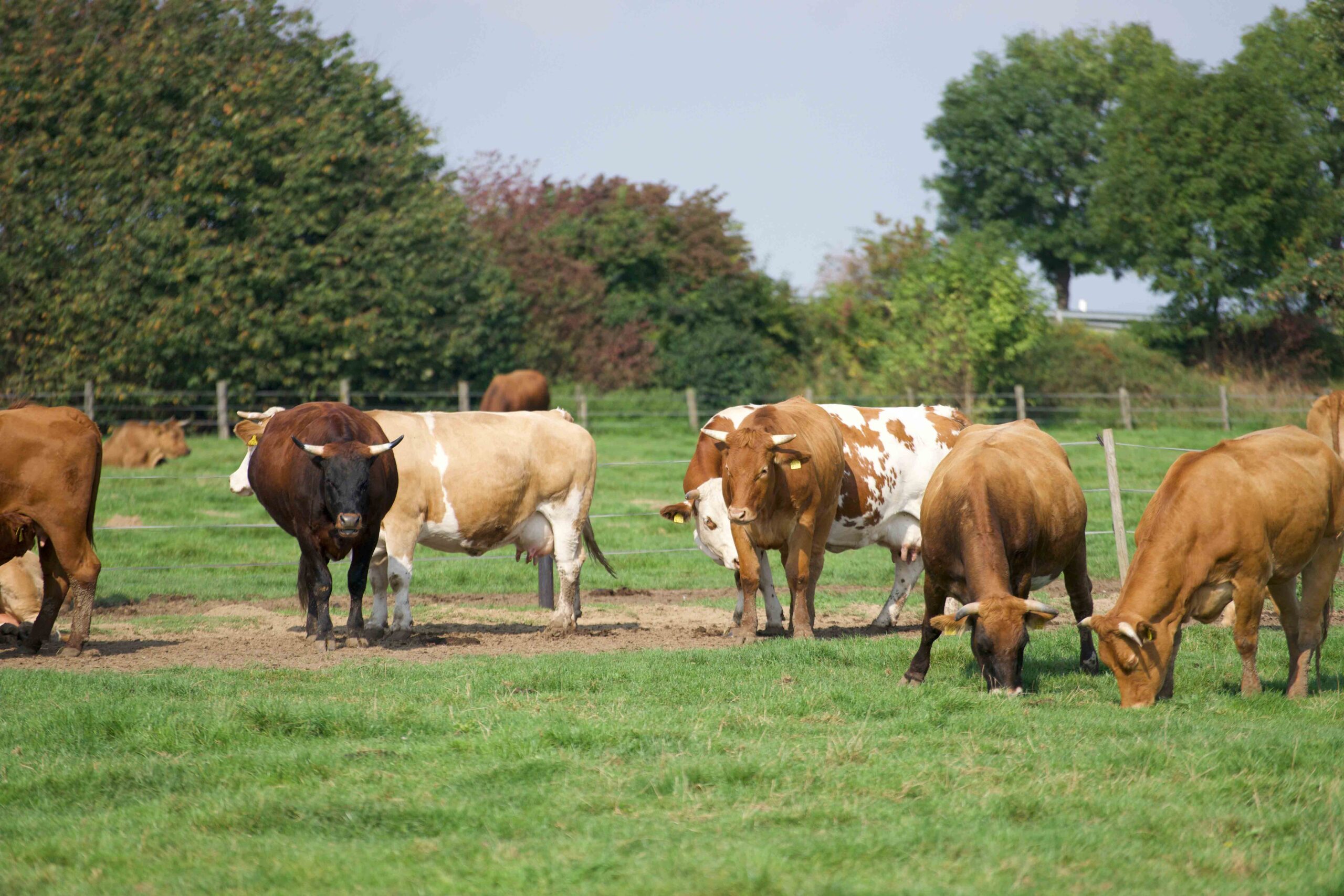 Kühe - Der Rohstoffproduzent 