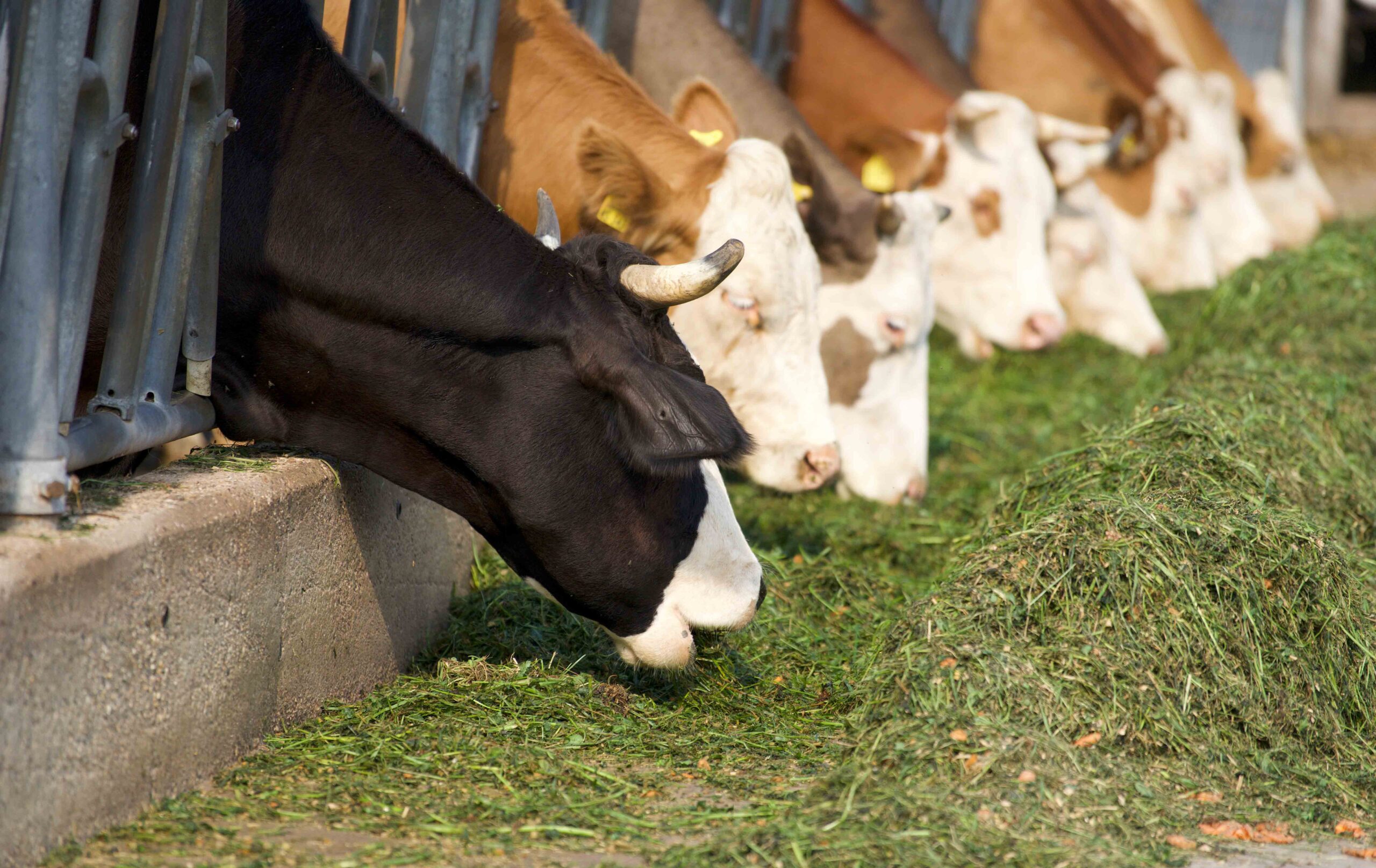 Kühe - Der Rohstoffproduzent 